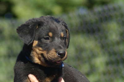 CHIOT