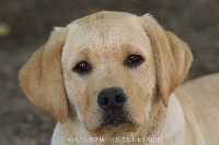 CHIOT