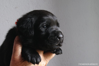 CHIOT