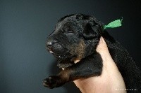 CHIOT