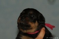 CHIOT
