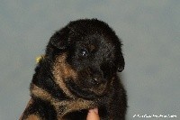 CHIOT
