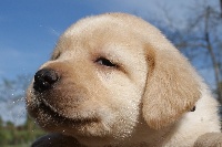 CHIOT