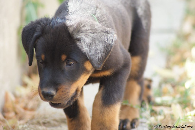 CHIOT