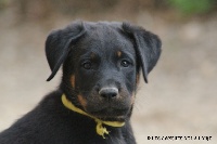 CHIOT