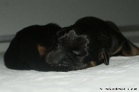 CHIOT