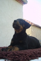 Duke des Ganches de la Loire
