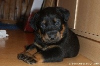 CHIOT