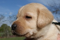 CHIOT