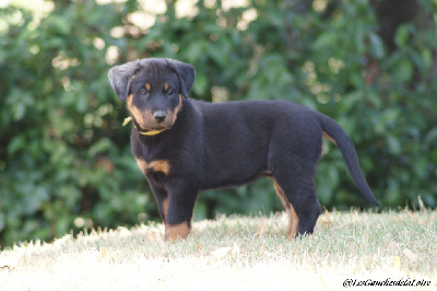 CHIOT