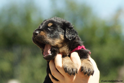 CHIOT