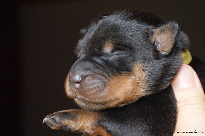 CHIOT