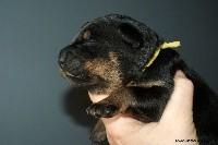 CHIOT