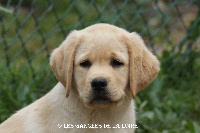CHIOT