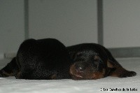 CHIOT