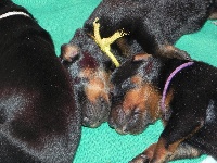 CHIOT