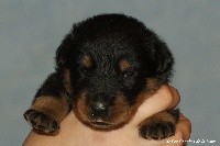 CHIOT