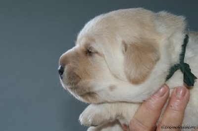 CHIOT