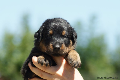 CHIOT