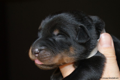 CHIOT