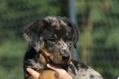 CHIOT