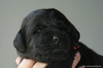 CHIOT