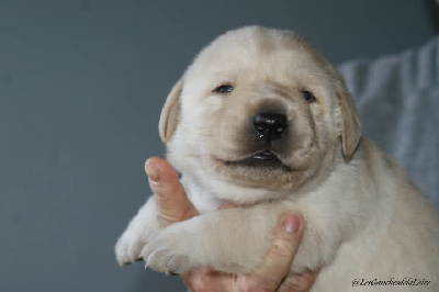 CHIOT