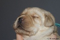CHIOT