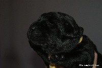 CHIOT