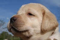 CHIOT