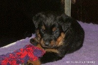 CHIOT