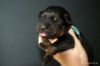 CHIOT