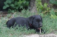 Nala des Ganches de la Loire