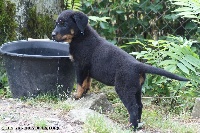 CHIOT