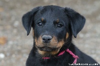 CHIOT