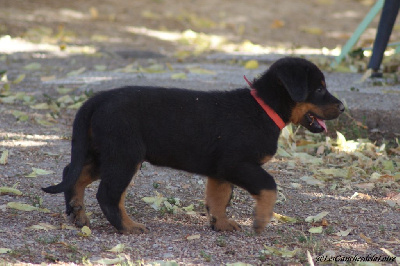 CHIOT
