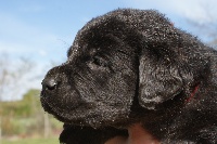 CHIOT