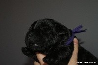 CHIOT