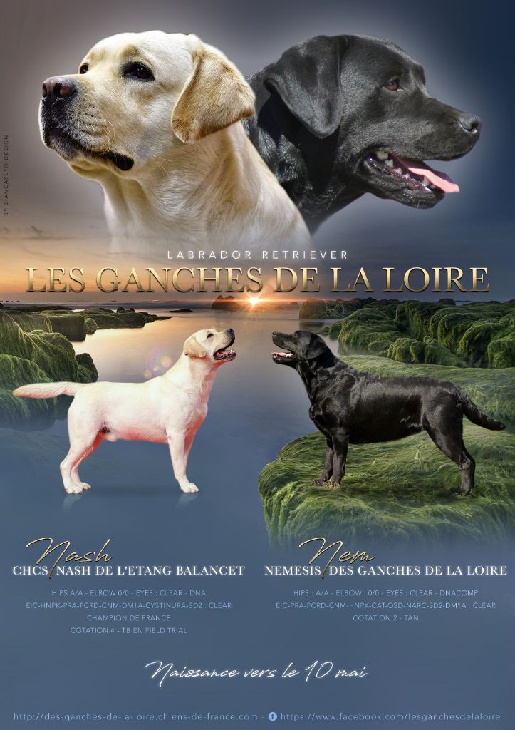 des Ganches de la Loire - Labrador Retriever - Portée née le 10/05/2021