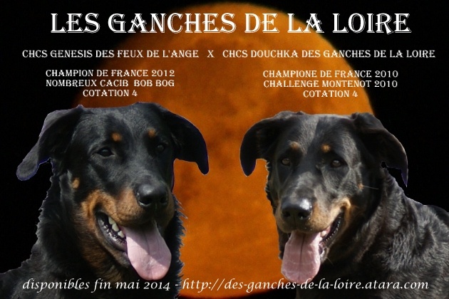 des Ganches de la Loire - Berger de Beauce - Portée née le 23/03/2014