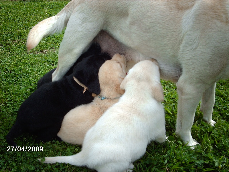 des Ganches de la Loire - Labrador Retriever - Portée née le 17/03/2009