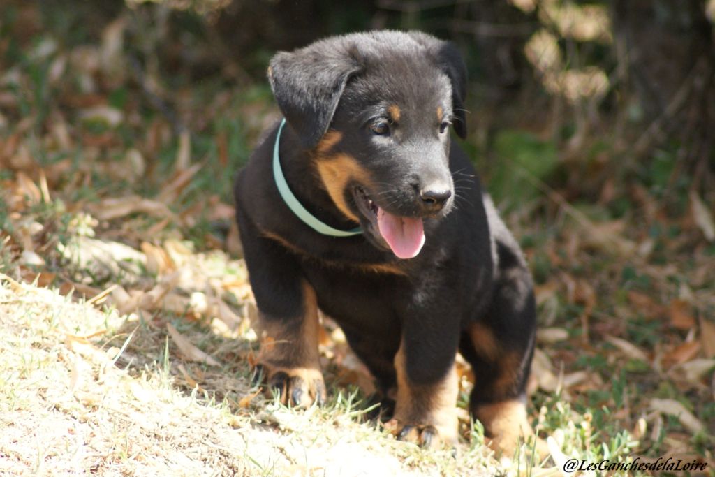 des Ganches de la Loire - Chiots disponibles - Berger de Beauce