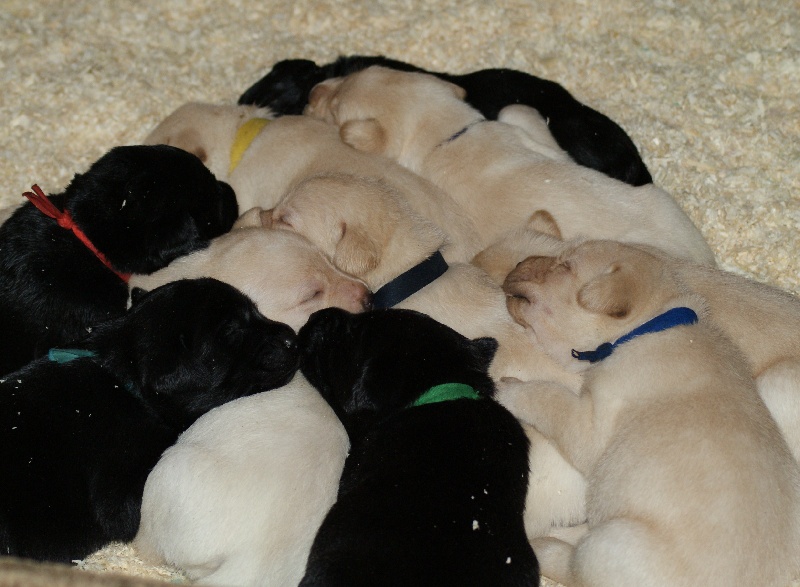 des Ganches de la Loire - Labrador Retriever - Portée née le 16/04/2012