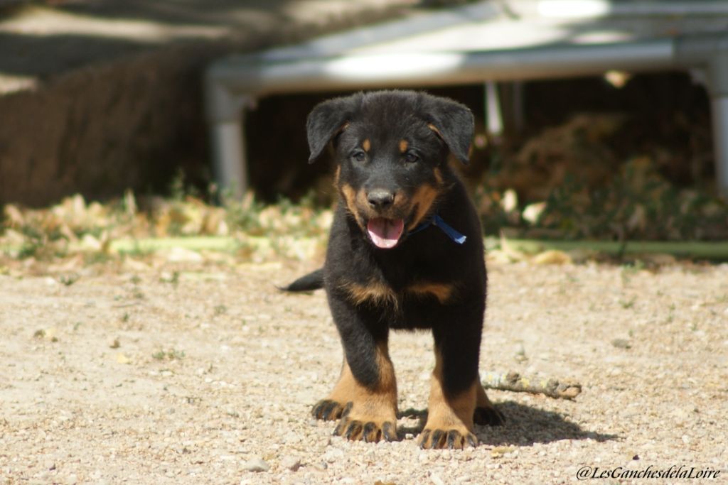 des Ganches de la Loire - Chiots disponibles - Berger de Beauce
