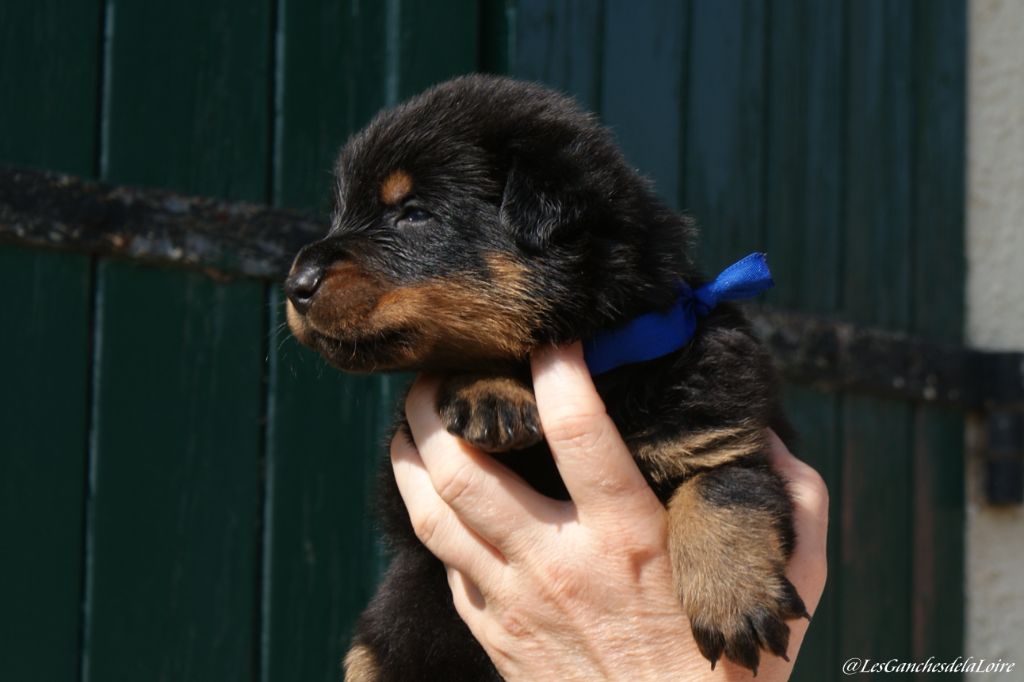 des Ganches de la Loire - Chiots disponibles - Berger de Beauce