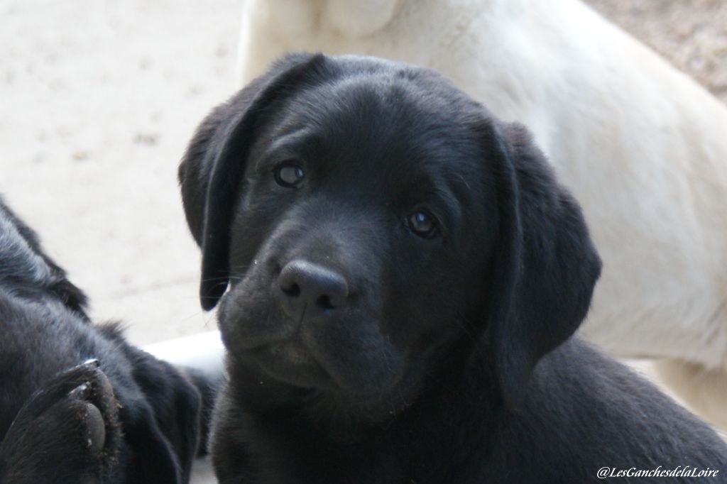 des Ganches de la Loire - Chiots disponibles - Labrador Retriever