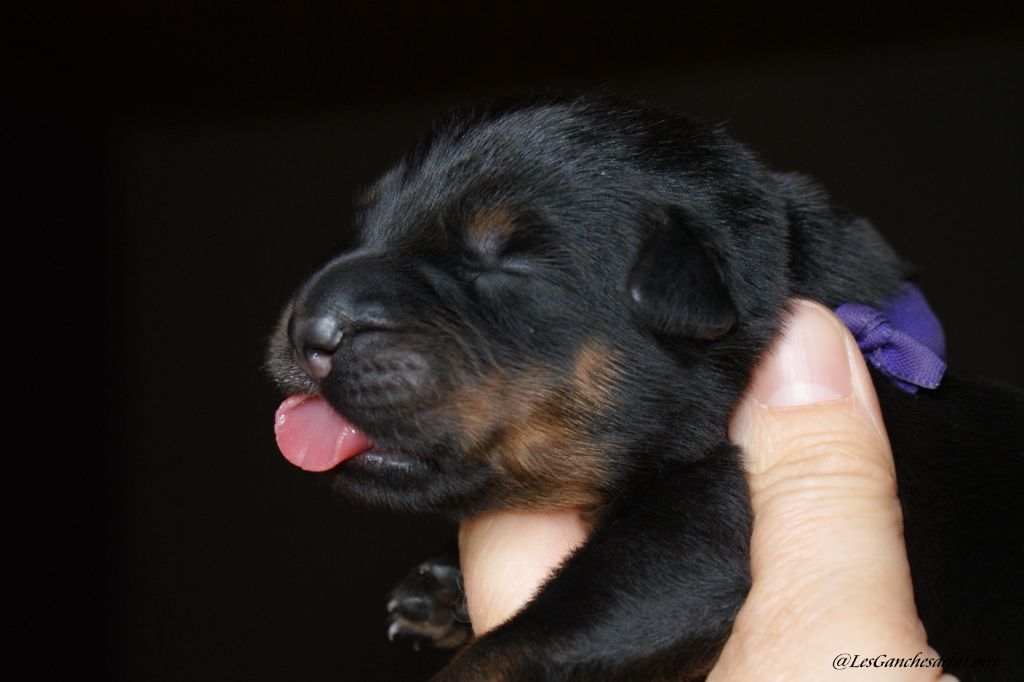 des Ganches de la Loire - Chiots disponibles - Berger de Beauce