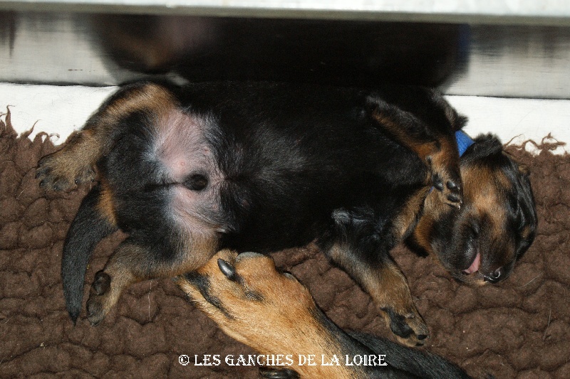 des Ganches de la Loire - Berger de Beauce - Portée née le 26/08/2015