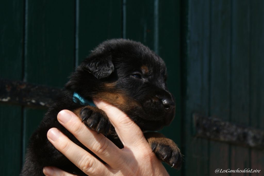 des Ganches de la Loire - Chiots disponibles - Berger de Beauce