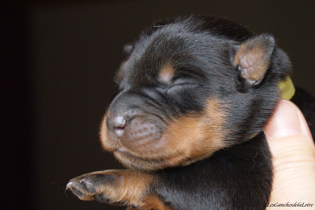 des Ganches de la Loire - Chiots disponibles - Berger de Beauce